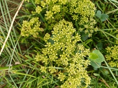 Crithmum maritimum