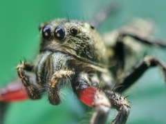 Hyllus diardi