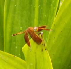 Neurothemis fluctuans