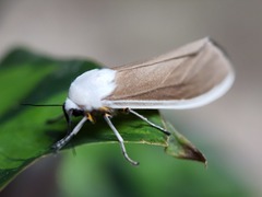 Creatonotos wilemani