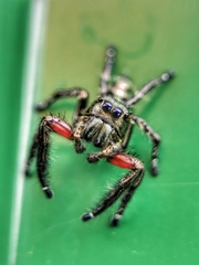 Hyllus diardi