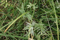 Valeriana officinalis