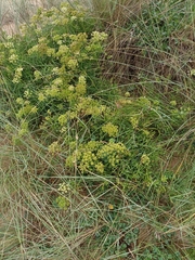 Crithmum maritimum