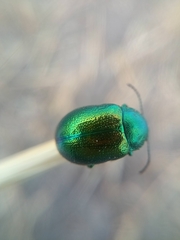 Chrysolina