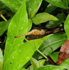 Neurothemis fluctuans