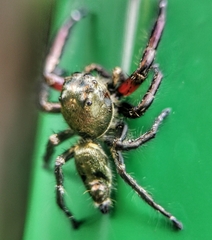 Hyllus diardi