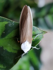 Creatonotos wilemani