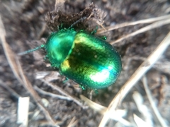 Chrysolina