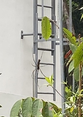 Nephila pilipes