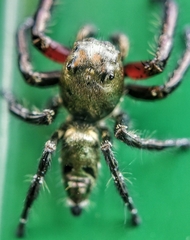 Hyllus diardi