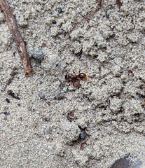 Myrmica