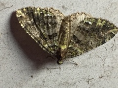 Austrocidaria similata