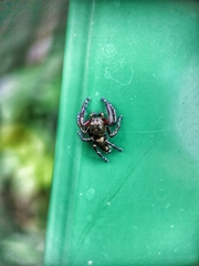 Hyllus diardi