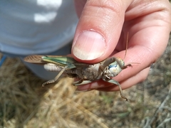 Locusta migratoria