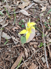 Caladenia flava