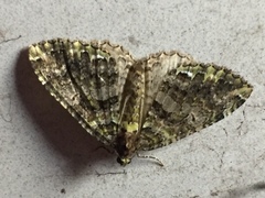 Austrocidaria similata