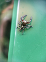 Hyllus diardi