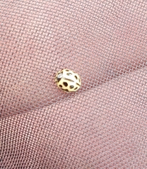 Tytthaspis sedecimpunctata