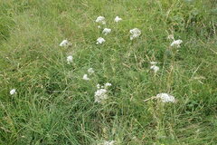 Valeriana officinalis