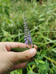 Veronica longifolia