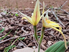Caladenia flava