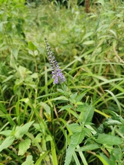 Veronica longifolia