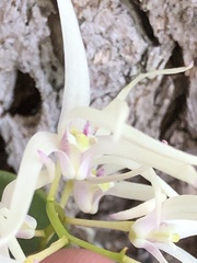 Dendrobium aemulum