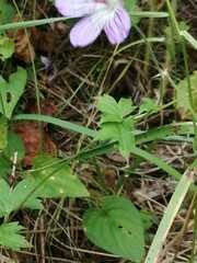 Geranium wlassovianum