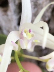 Dendrobium aemulum