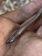 Ophioscincus truncatus