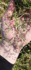 Caryophyllaceae