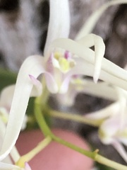 Dendrobium aemulum