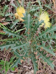 Banksia