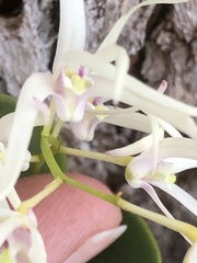 Dendrobium aemulum