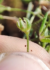 Caryophyllaceae