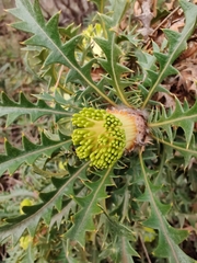 Banksia