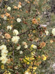 Acacia ulicifolia