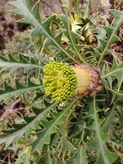 Banksia