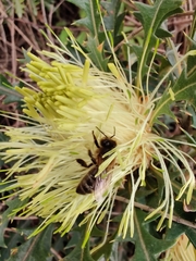 Banksia