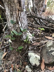 Dendrobium aemulum