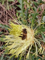 Banksia