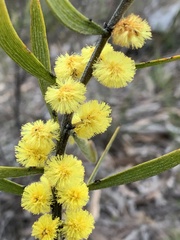 Acacia lanigera
