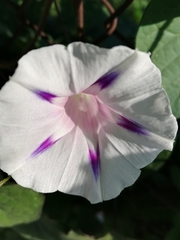 Ipomoea purpurea