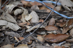 Argia vivida