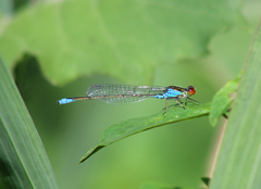 Erythromma viridulum