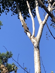 Varanus varius