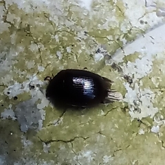 Coleoptera