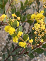 Acacia buxifolia