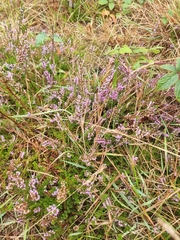 Calluna vulgaris