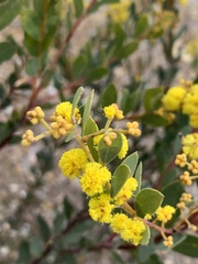 Acacia buxifolia
